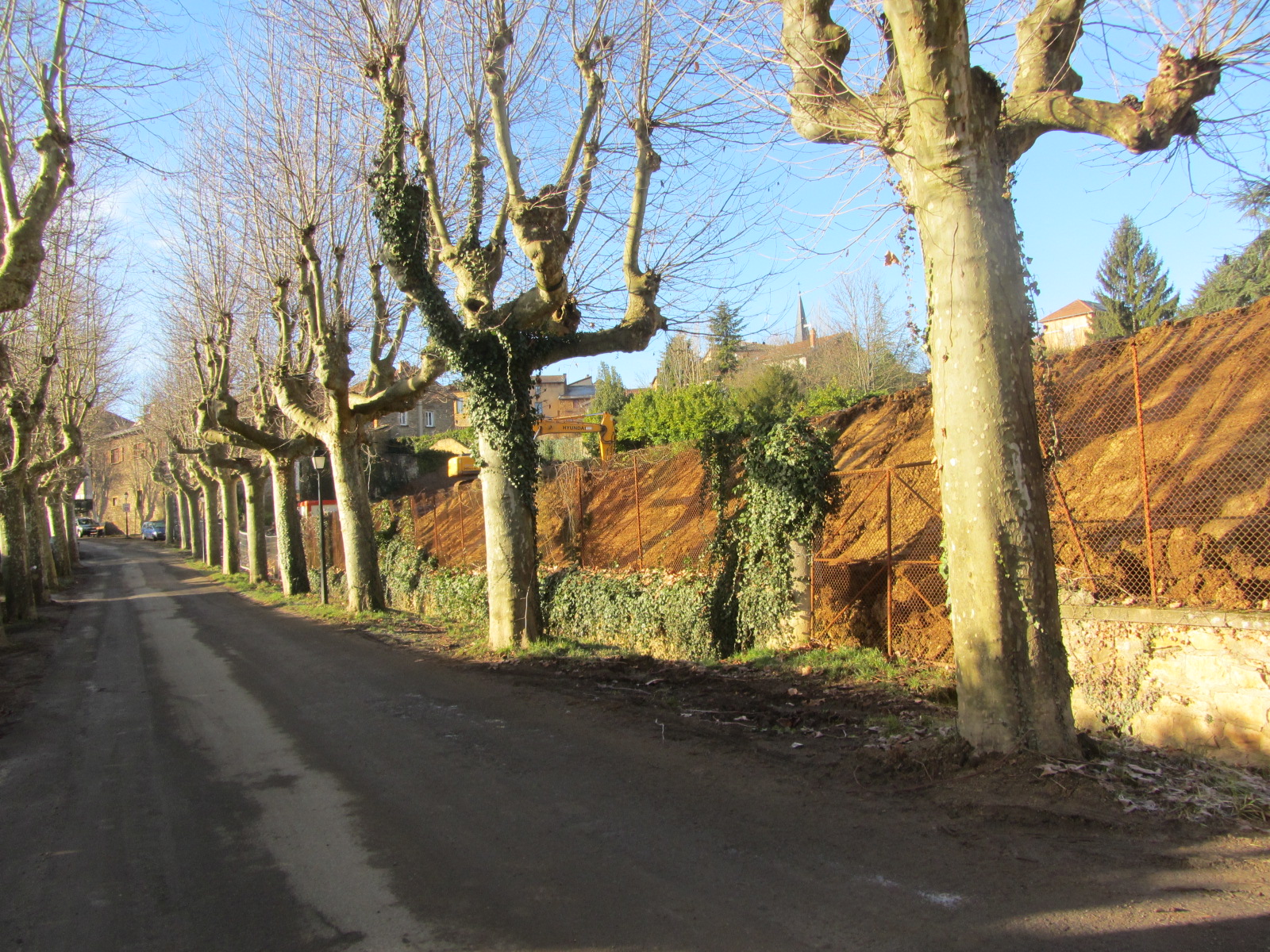 la célèbre avenue des Platanes du Bois-d'Oingt