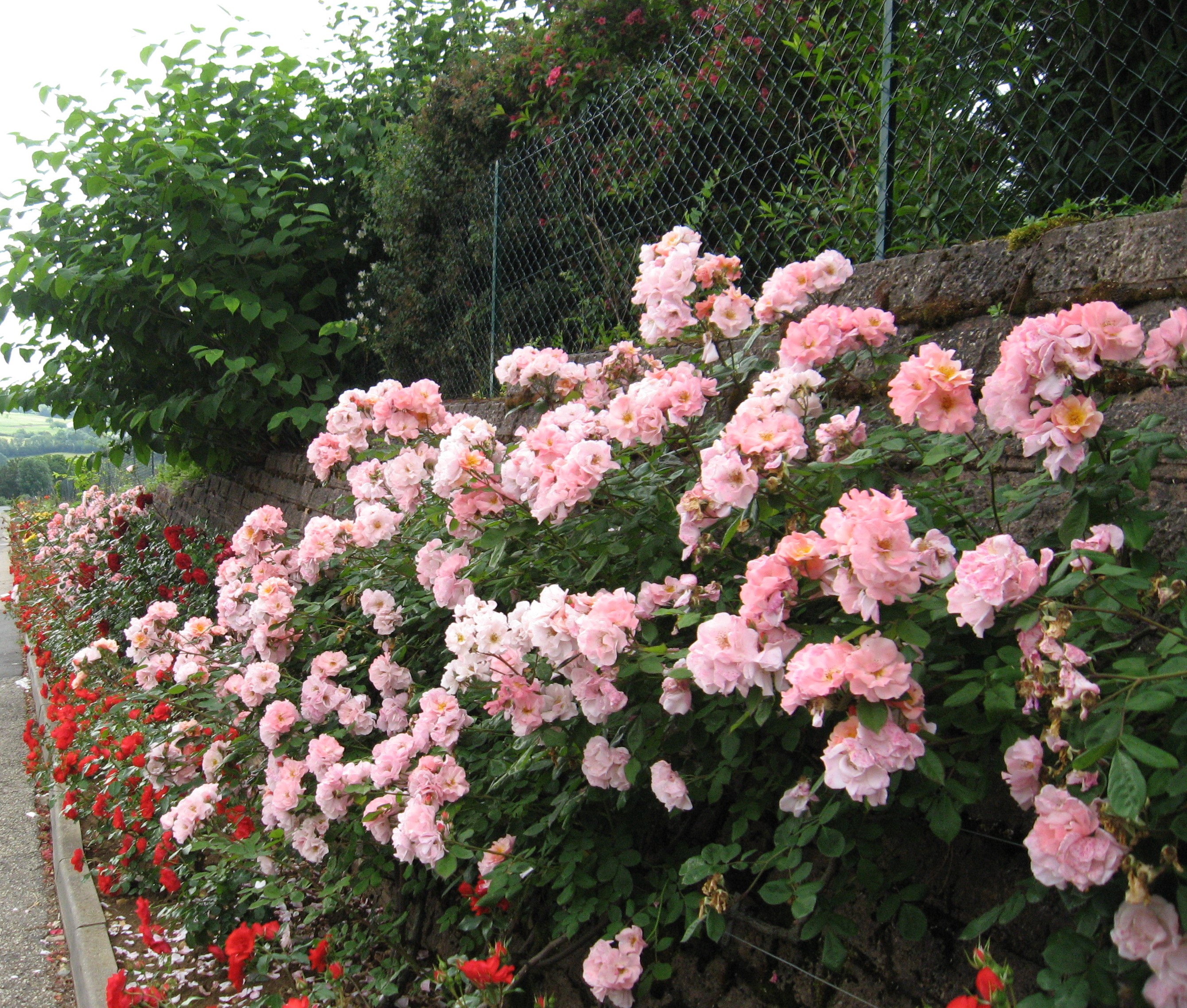 Bois-d'Oingt, village de roses