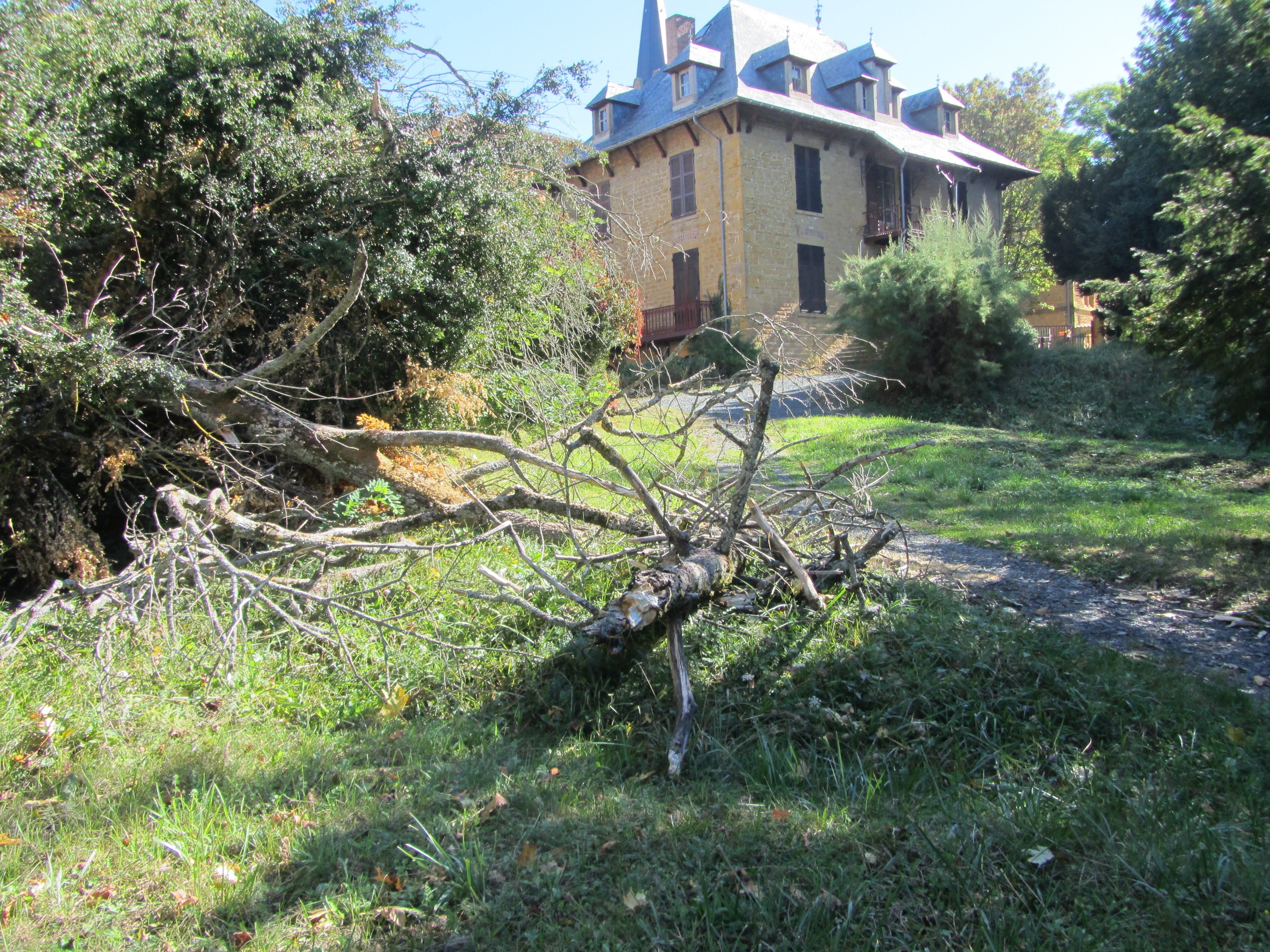 parc Pichat, arbre écroulé