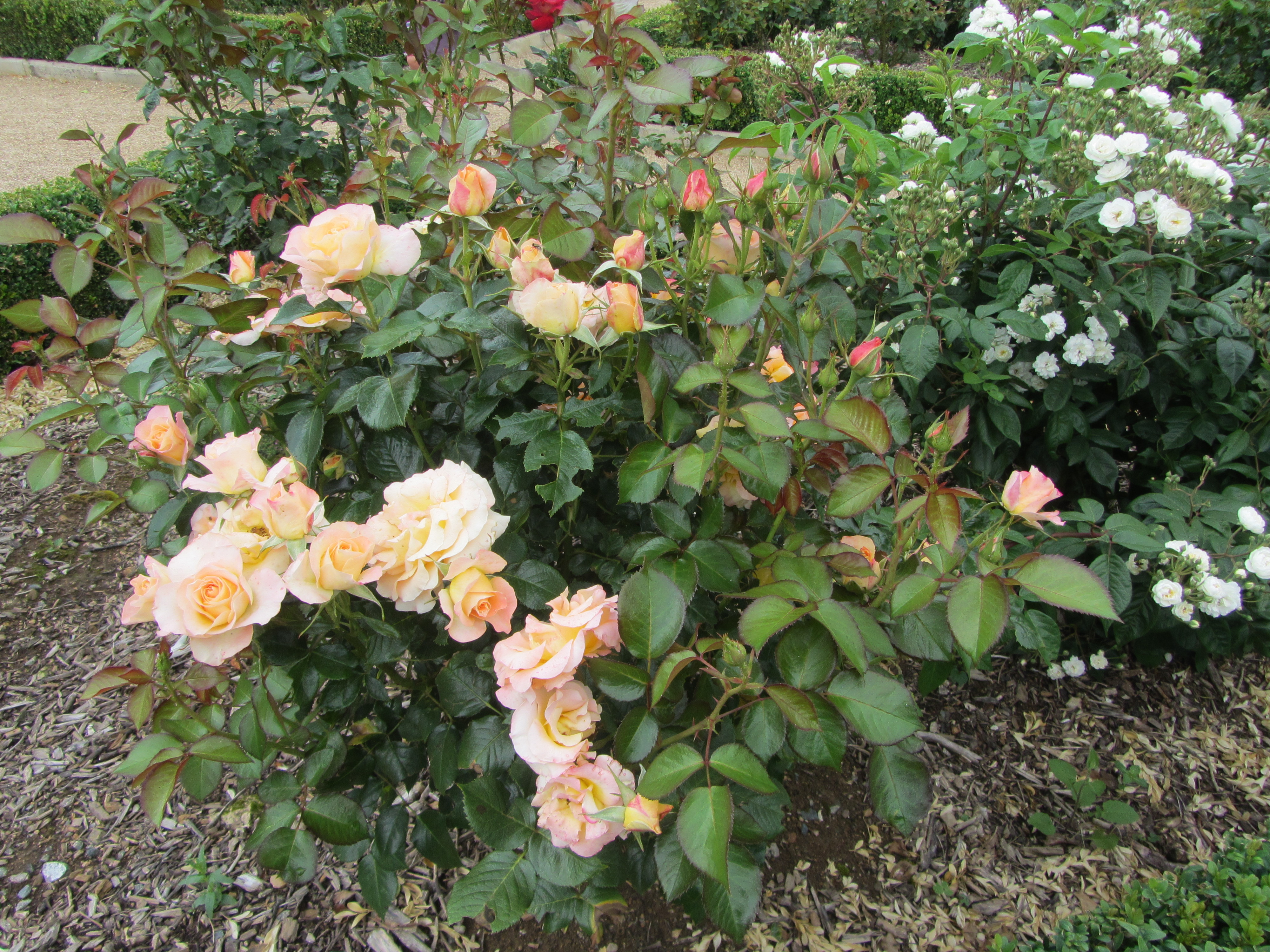 Rejonière, roses