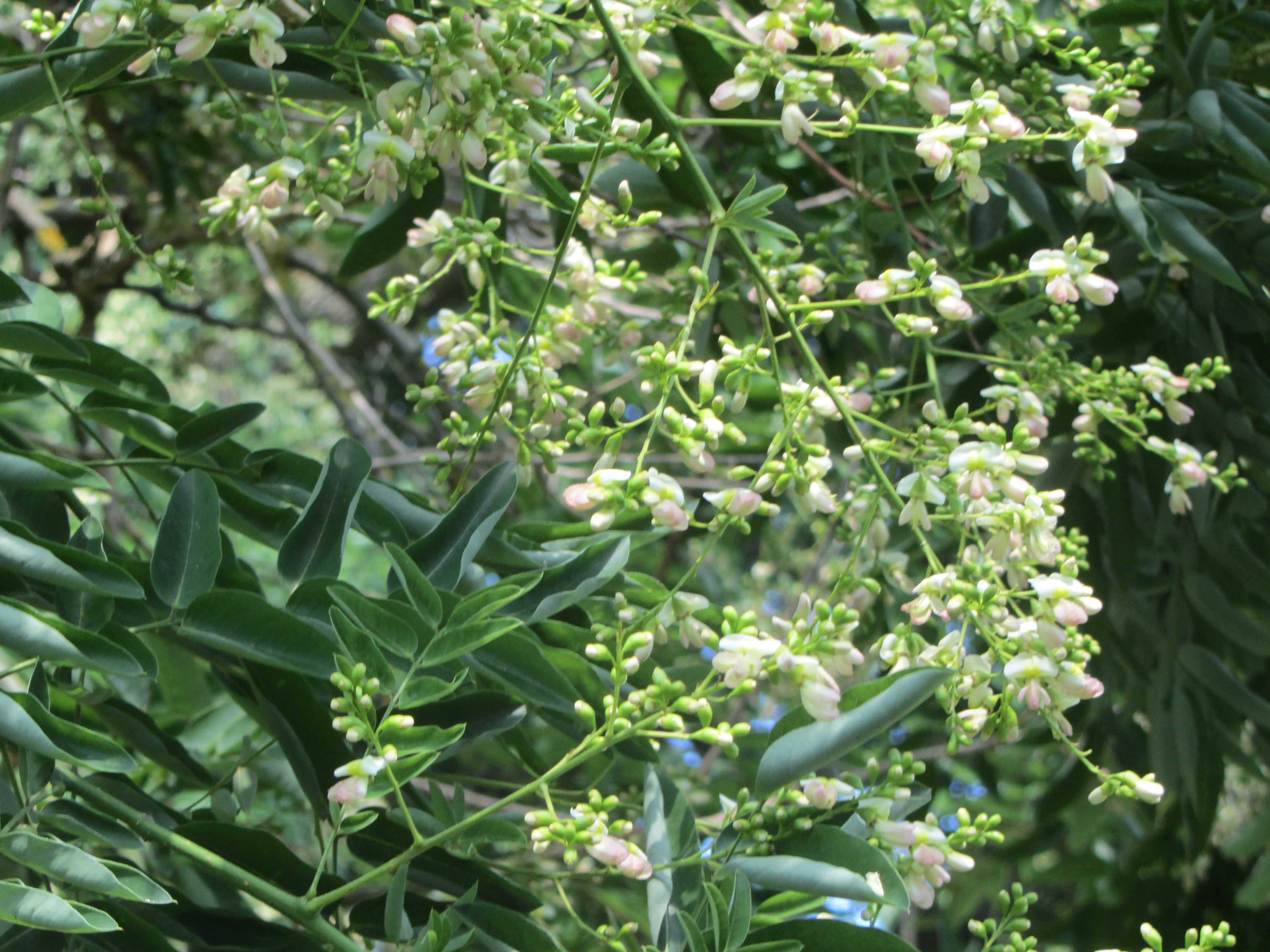 fleurs du sophora,  25 juillet