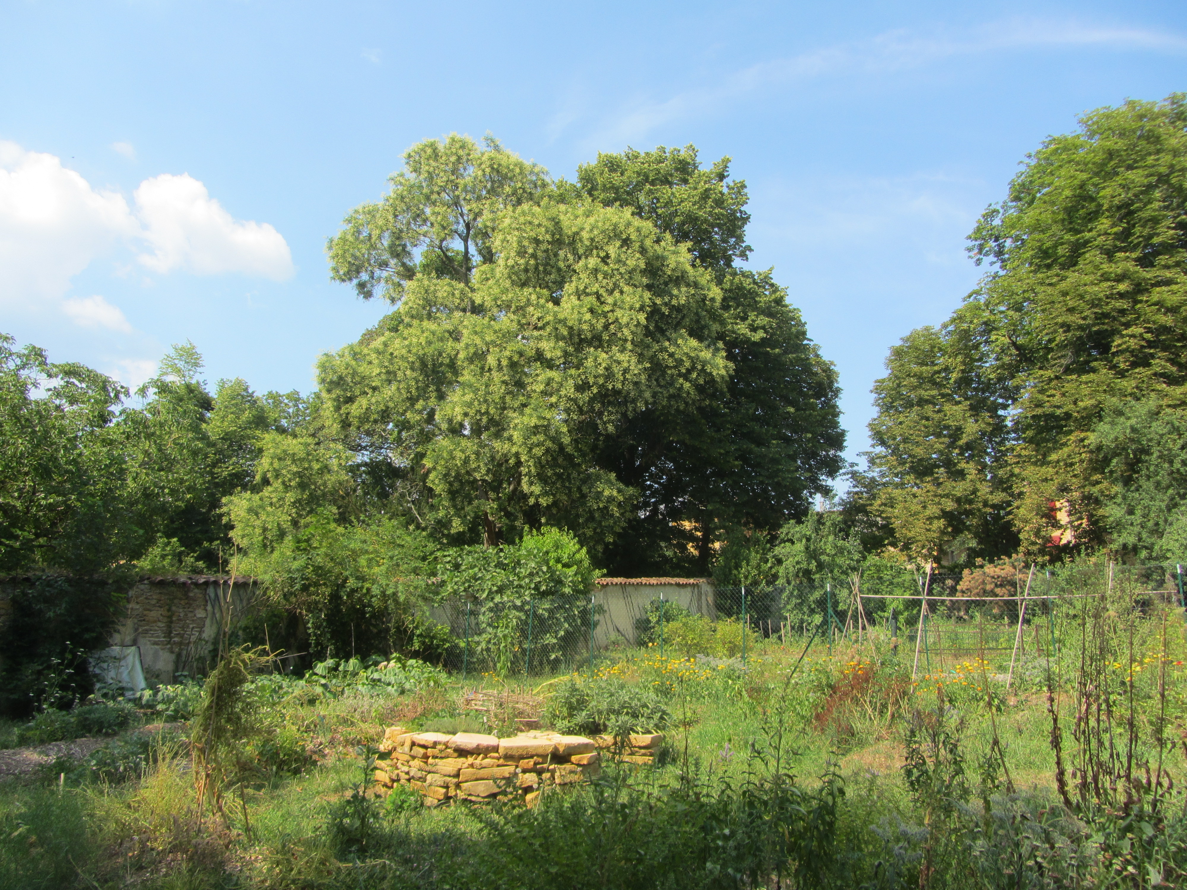 sophora, parc Pichat, Le Bois-d'Oingt