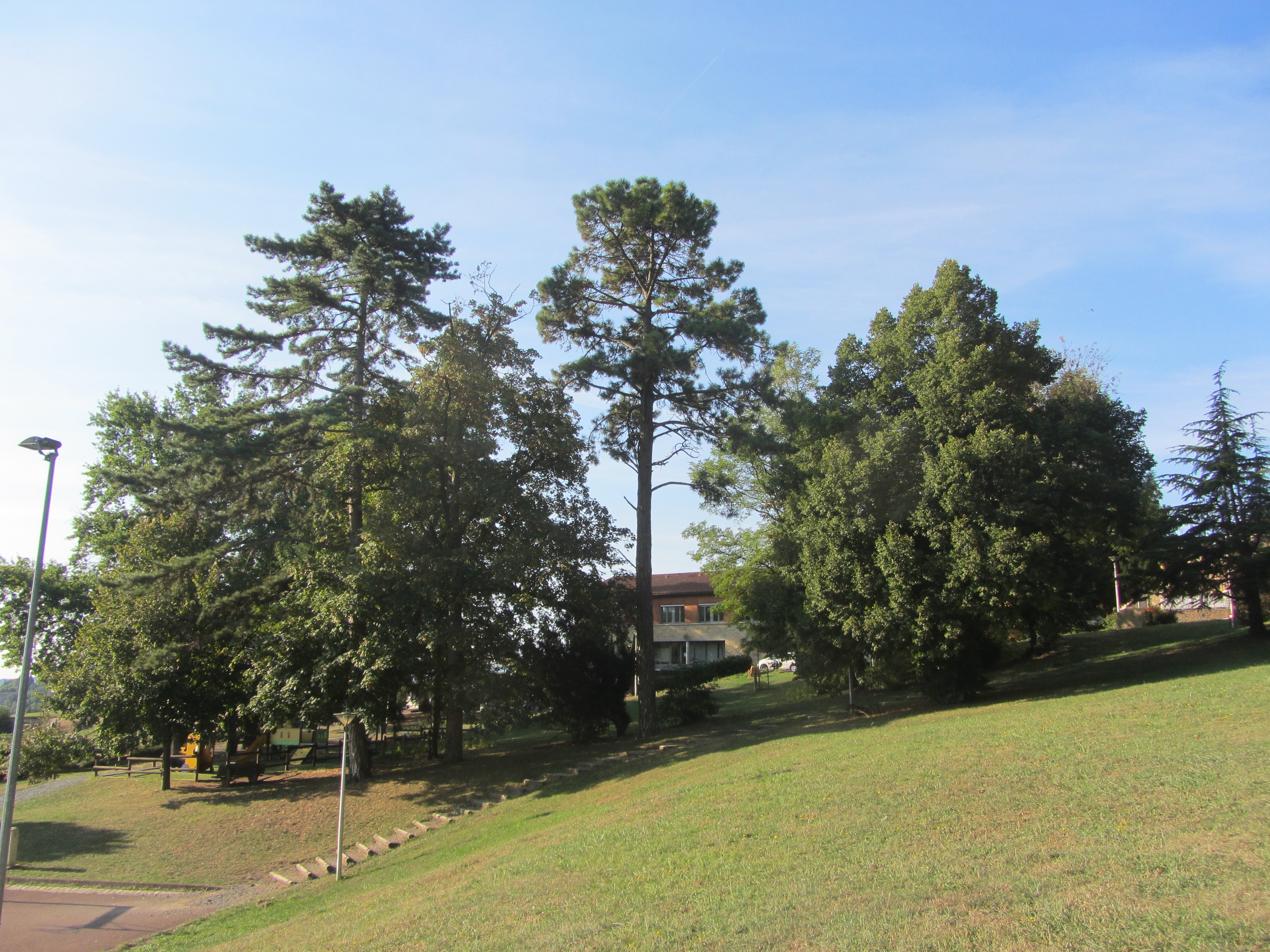 Bois-d'Oingt, parc de la Mairie, arbres