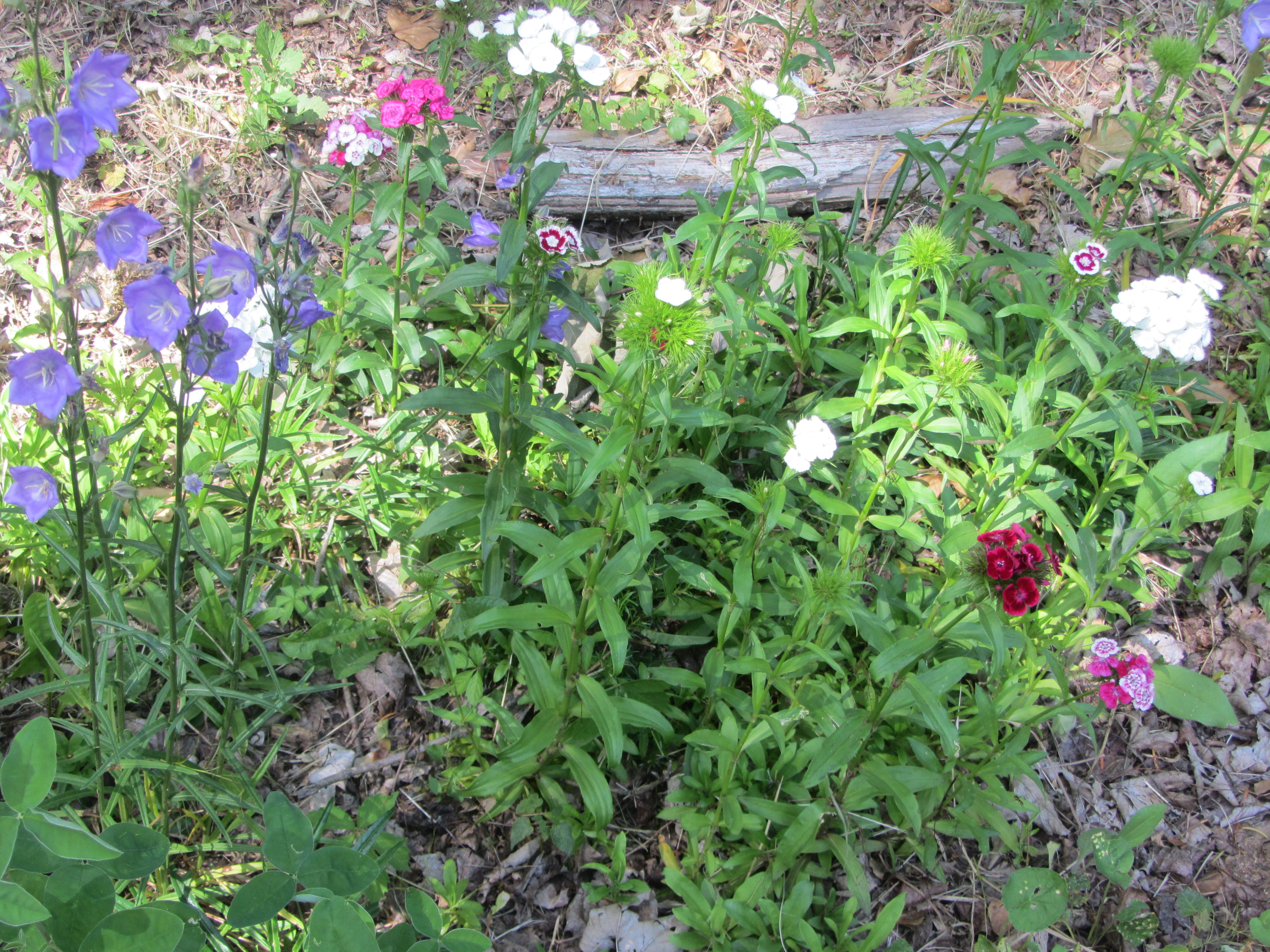 campanules, oeillets, Bois-d'Oingt