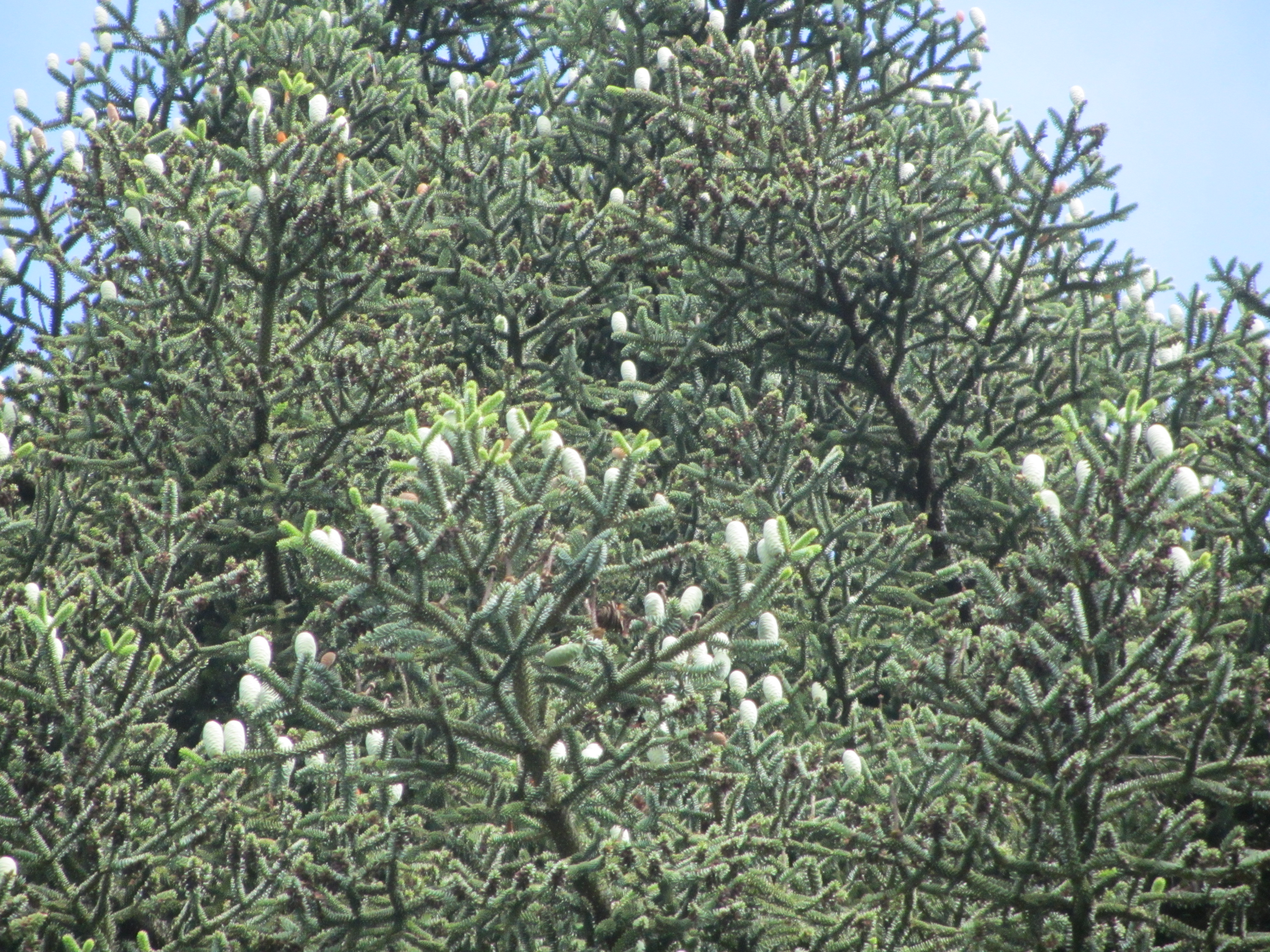 sapin d'Espagne, parc Pichat