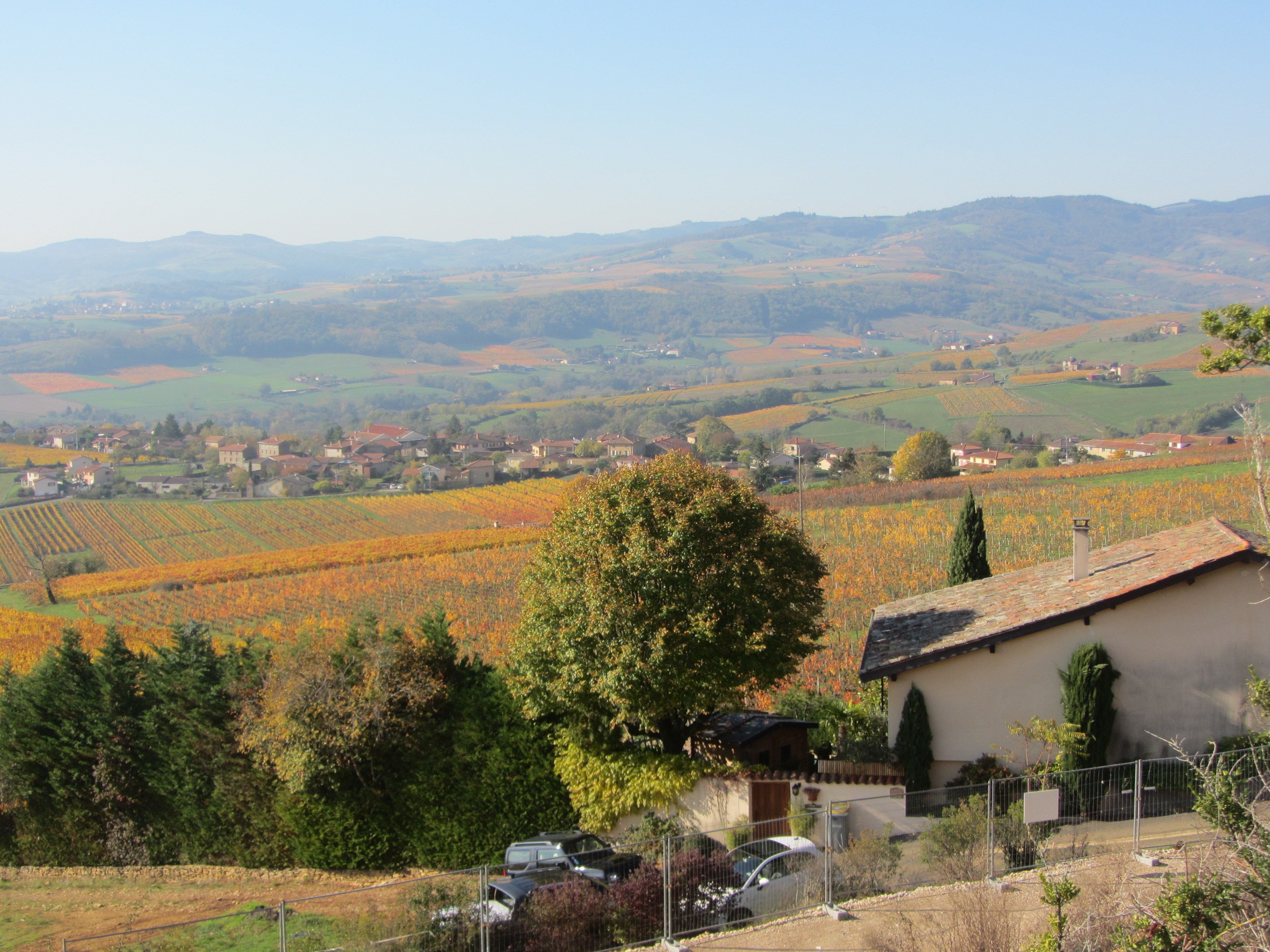 Val d'Oingt- vignes