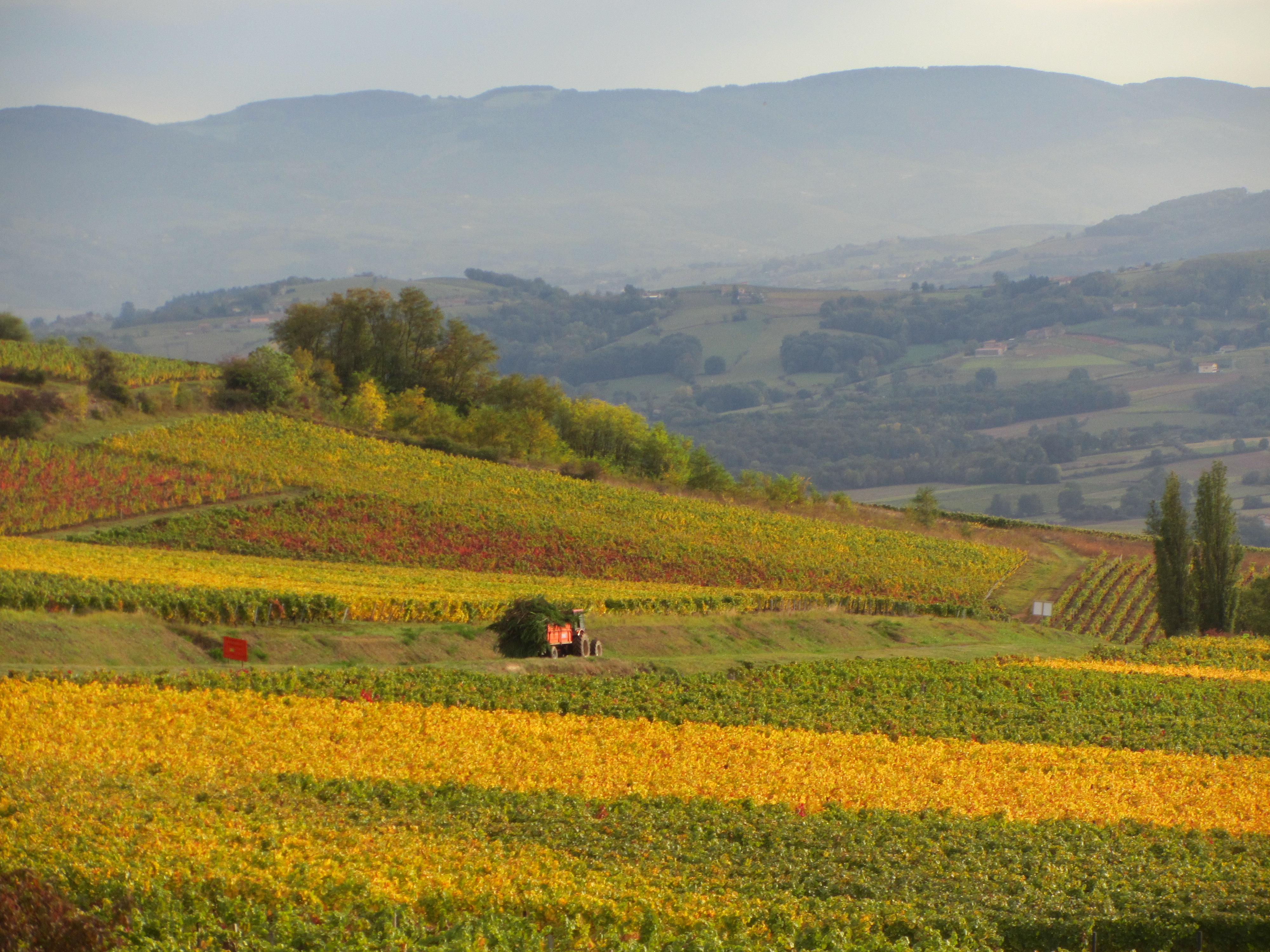 Beaujolais des pierres dorées