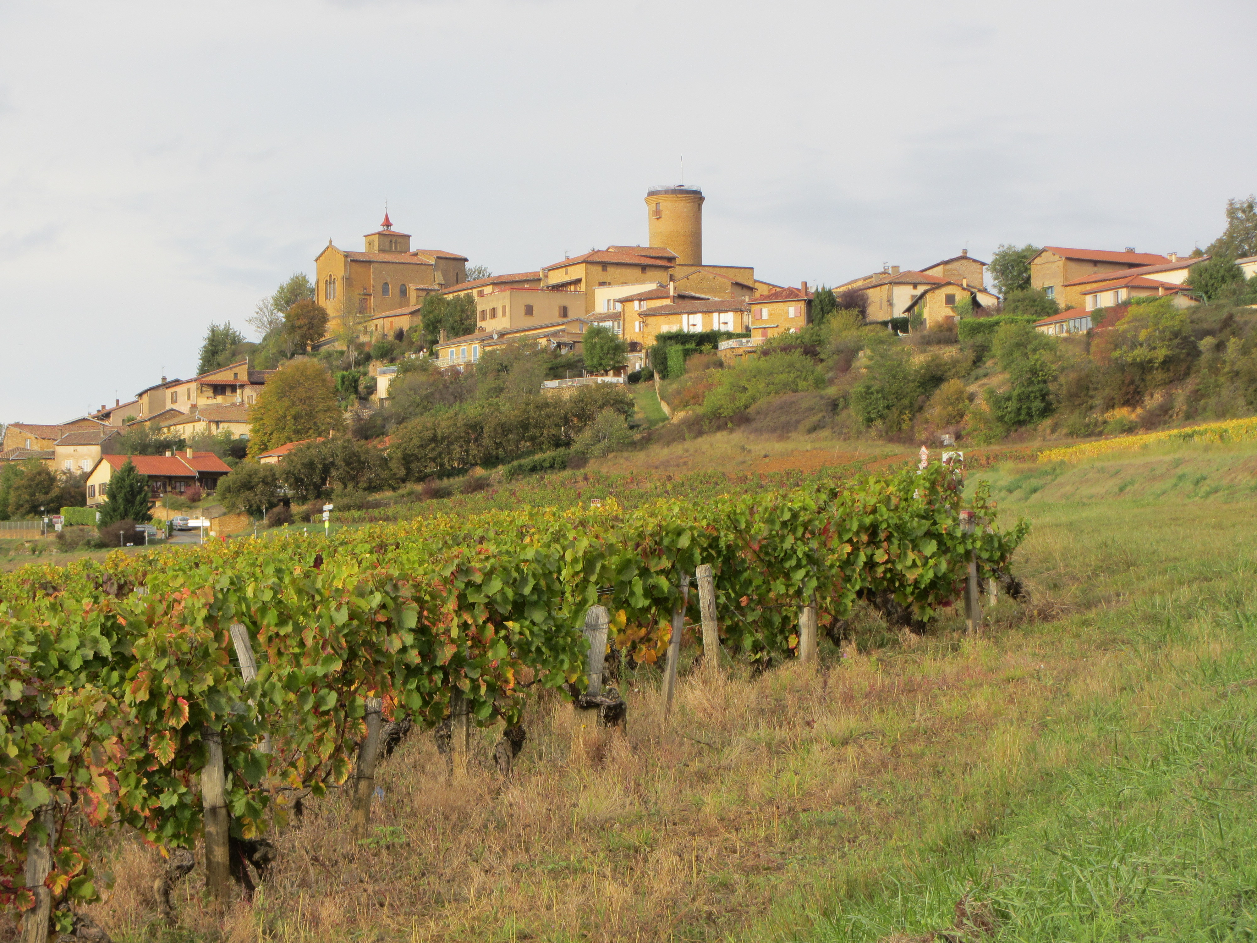 Oingt et ses vignes