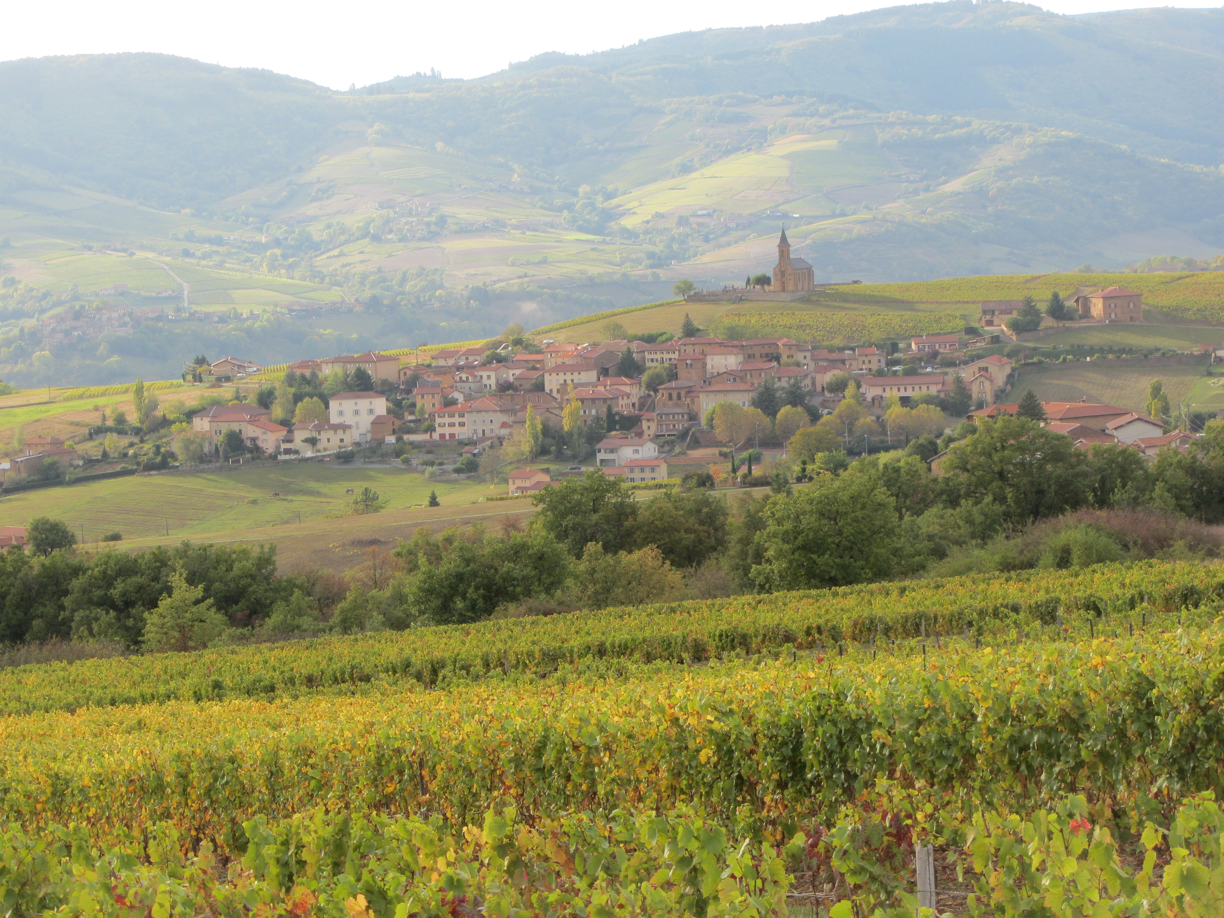 Saint-Laurent-d'Oingt, vignes d'automne