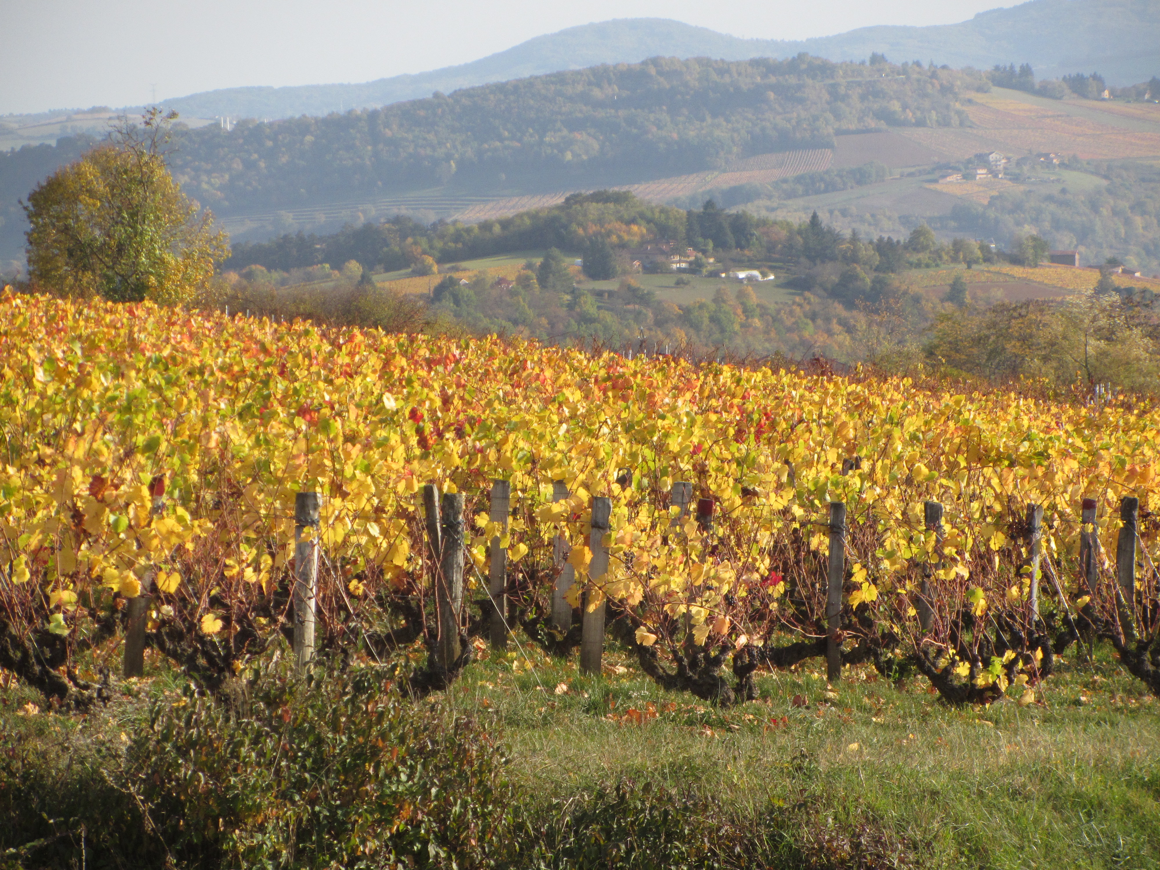 pierres dorées, automne